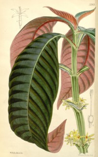 Botanical Print by Walter Hood Fitch 1817 â€ì 1892, botanical illustrator and artist, born in