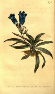 Botanical print by Sydenham Teast Edwards 1768 â€ì 1819, Sydenham Edwards was a natural history