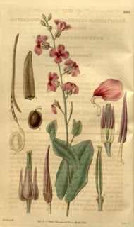 Botanical print by Sir William Jackson Hooker, FRS, 1785 â€ì 1865, English botanical illustrator.