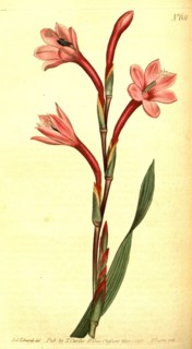 Botanical print by Sydenham Teast Edwards 1768 â€ì 1819, Sydenham Edwards was a natural history