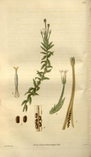 Botanical print by Sir William Jackson Hooker, FRS, 1785 â€ì 1865, English botanical illustrator.