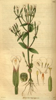 Botanical print by Sir William Jackson Hooker, FRS, 1785 â€ì 1865, English botanical illustrator.
