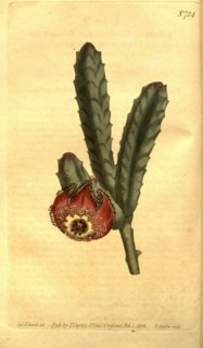Botanical print by Sydenham Teast Edwards 1768 â€ì 1819, Sydenham Edwards was a natural history