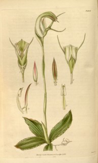 Botanical print or English natural history illustration by Joseph Swan 1796-1872, British Engraver