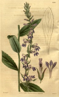 Botanical print by Sir William Jackson Hooker, FRS, 1785 â€ì 1865, English botanical illustrator.