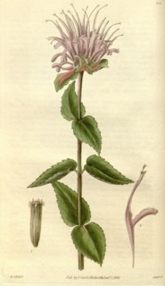 Botanical print by Sir William Jackson Hooker, FRS, 1785 â€ì 1865, English botanical illustrator.