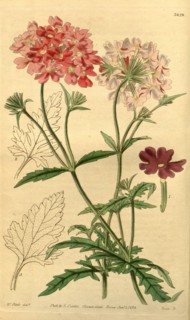 Botanical Print by Walter Hood Fitch 1817 â€ì 1892, W.H. Fitch was an botanical illustrator and