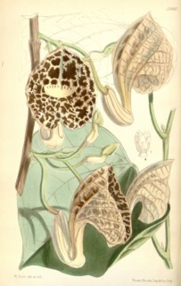 Botanical Print by Walter Hood Fitch 1817 â€ì 1892, W.H. Fitch was an botanical illustrator and