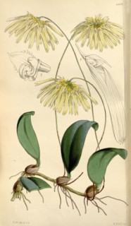 Botanical Print by Walter Hood Fitch 1817 â€ì 1892, W.H. Fitch was an botanical illustrator and