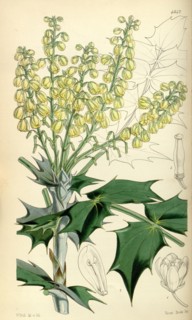 Botanical Print by Walter Hood Fitch 1817 â€ì 1892, botanical illustrator and artist, born in