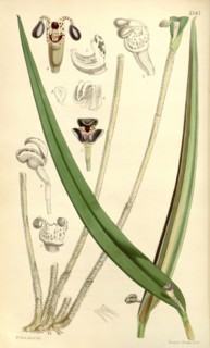 Botanical Print by Walter Hood Fitch 1817 â€ì 1892, botanical illustrator and artist, born in
