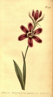 Botanical print by Sydenham Teast Edwards 1768 â€ì 1819, Sydenham Edwards was a natural history