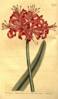 Botanical print by Sydenham Teast Edwards 1768 â€ì 1819, Sydenham Edwards was a natural history