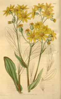 Botanical print or English natural history illustration by Joseph Swan 1796-1872, British Engraver