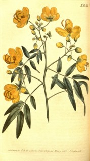 Botanical print by Sydenham Teast  Edwards 1768 â€ì 1819, Sydenham  Edwards was a natural history