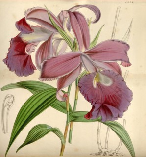 19th century botanical colour  print. Botanical illustration.  Form, colour, and details of the