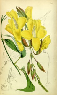 19th century botanical colour print. Botanical illustration. Form, colour, and details of the plant