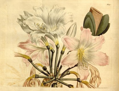 19th century botanical colour print. Botanical illustration. Form, colour, and details of the plant