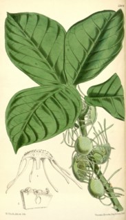 Botanical Print by Walter Hood Fitch 1817 â€ì 1892, botanical illustrator and artist, born in