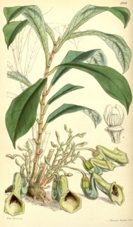 Botanical Print by Walter Hood Fitch 1817 â€ì 1892, botanical illustrator and artist, born in