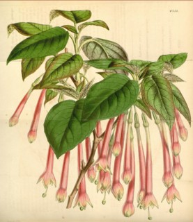 19th century botanical colour print. Botanical illustration. Form, colour, and details of the plant