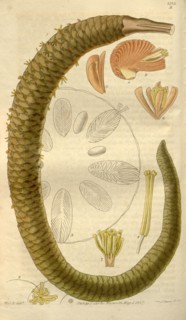 Botanical print by Sir William Jackson Hooker, FRS, 1785 â€ì 1865, English botanical illustrator.