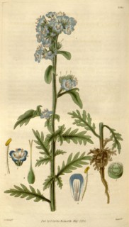 Botanical print by Sir William Jackson Hooker, FRS, 1785 â€ì 1865, English botanical illustrator.