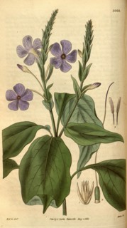Botanical print by Sir William Jackson Hooker, FRS, 1785 â€ì 1865, English botanical illustrator.