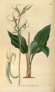 Botanical print or English natural history illustration by Joseph Swan 1796-1872, British Engraver