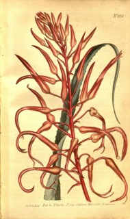 Botanical print by Sydenham Teast Edwards 1768 â€ì 1819, Sydenham Edwards was a natural history