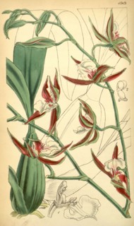 19th century botanical colour print. Botanical illustration. Form, colour, and details of the plant