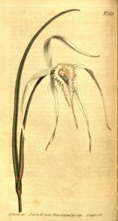 Botanical print by Sydenham Teast Edwards 1768 â€ì 1819, Sydenham Edwards was a natural history