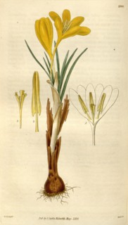 Botanical print by Sir William Jackson Hooker, FRS, 1785 â€ì 1865, English botanical illustrator.