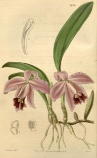 Botanical print by Augusta Innes Withers (née Baker) (1793-1877), an English natural history