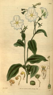 Botanical print by Sir William Jackson Hooker, FRS, 1785 â€ì 1865, English botanical illustrator.