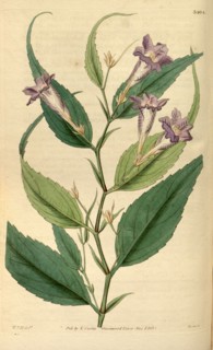 Botanical print by Sir William Jackson Hooker, FRS, 1785 â€ì 1865, English botanical illustrator.