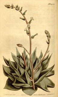 Botanical print by Sydenham Teast Edwards 1768 â€ì 1819, Sydenham Edwards was a natural history