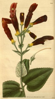 Botanical print by Sir William Jackson Hooker, FRS, 1785 â€ì 1865, English botanical illustrator.