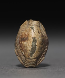 Cowroid, 1450-1350 BC. Egypt, New Kingdom, mid-Dynasty 18 (1540-1296 BC). Glazed steatite; overall: