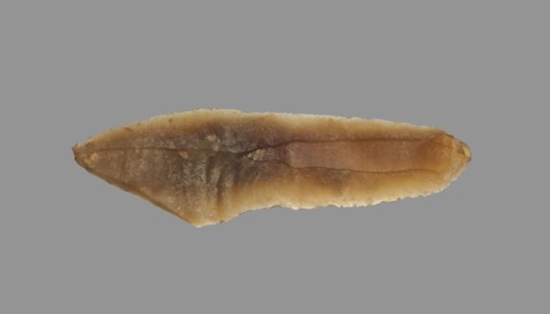 Sickle Blade, 1980-1801 BC. Egypt, Middle Kingdom, Dynasty 12. Flint; overall: 5 cm (1 15/16 in.).