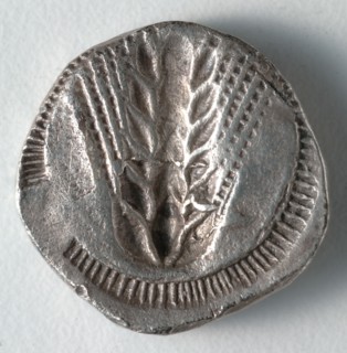 Stater: Ear of Corn incuse [stamped in] (reverse), 530-510 BC. Greece, Matapontum, 6th century BC.