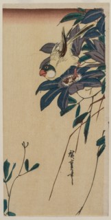 Grosbeak and Clematis, mid-1830s. Ando Hiroshige (Japanese, 1797-1858). Color woodblock print;