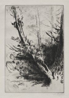 In the Woods. Alphonse Legros (French, 1837-1911). Etching