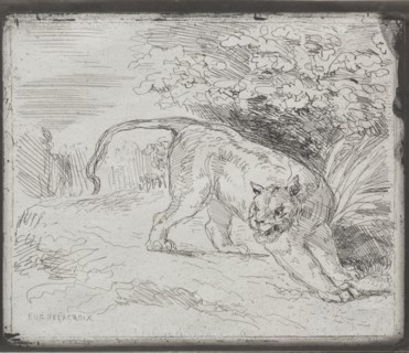 A Trapped Tiger, 1854. Eugène Delacroix (French, 1798-1863). Cliché-verre