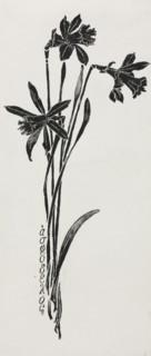 Daffodils. Harry Fenn (American, 1838/45-1911). Pen and ink;