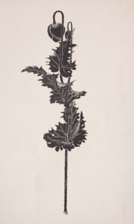 Flower Study. Harry Fenn (American, 1838/45-1911). Process cut