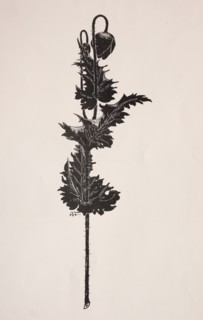 Flower Study. Harry Fenn (American, 1838/45-1911). Process cut
