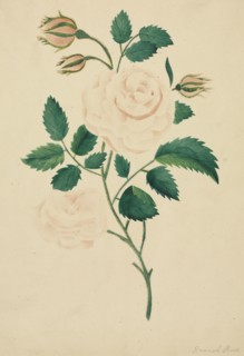 Damask Rose. Mary Altha Nims (American, 1817-1907). Watercolor