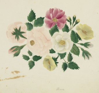 June Roses. Mary Altha Nims (American, 1817-1907). Watercolor;
