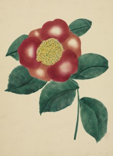 Chinese Flower. Mary Altha Nims (American, 1817-1907). Watercolor